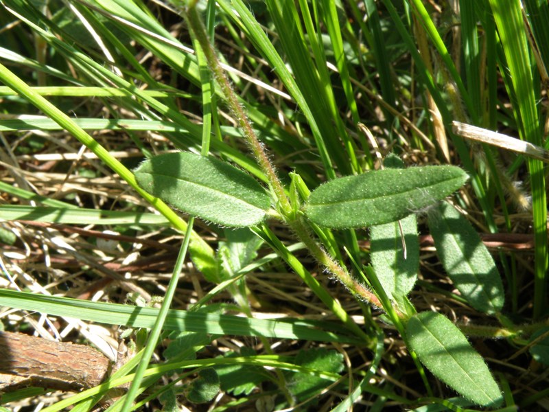 Helianthemum  ??